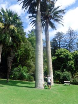 Big palms at Mansion House Bay